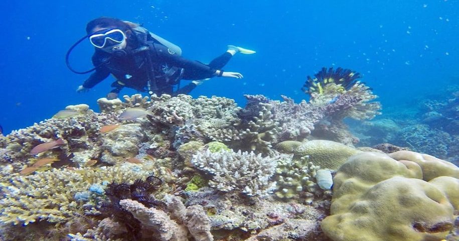 pulau seribu terumbu karang